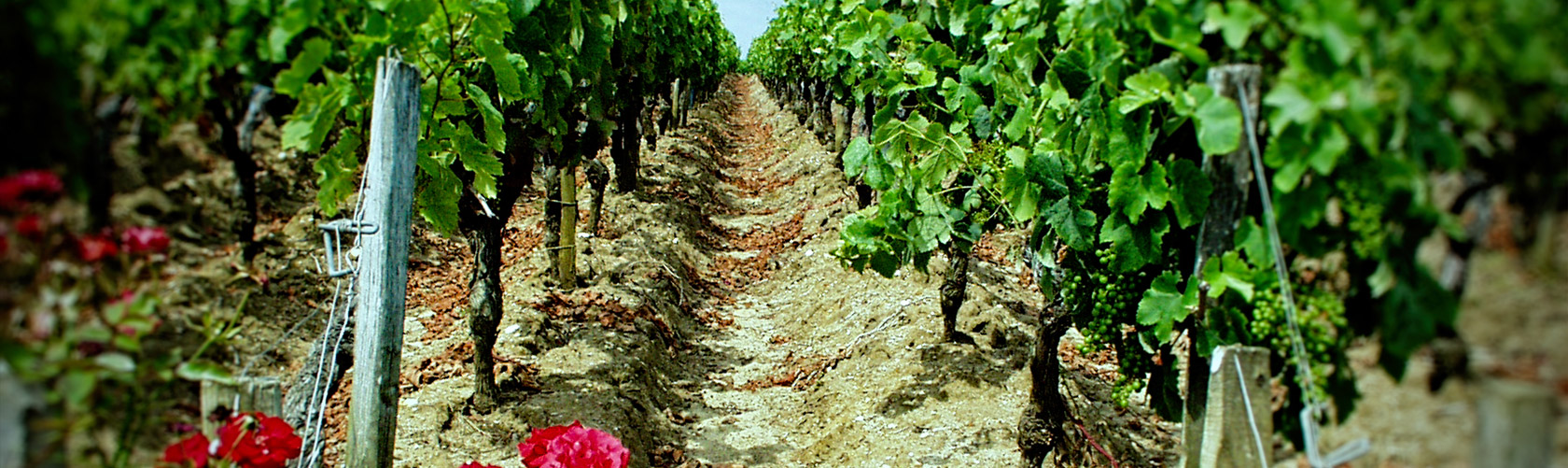 Château Souley Sainte Croix - Le terroir