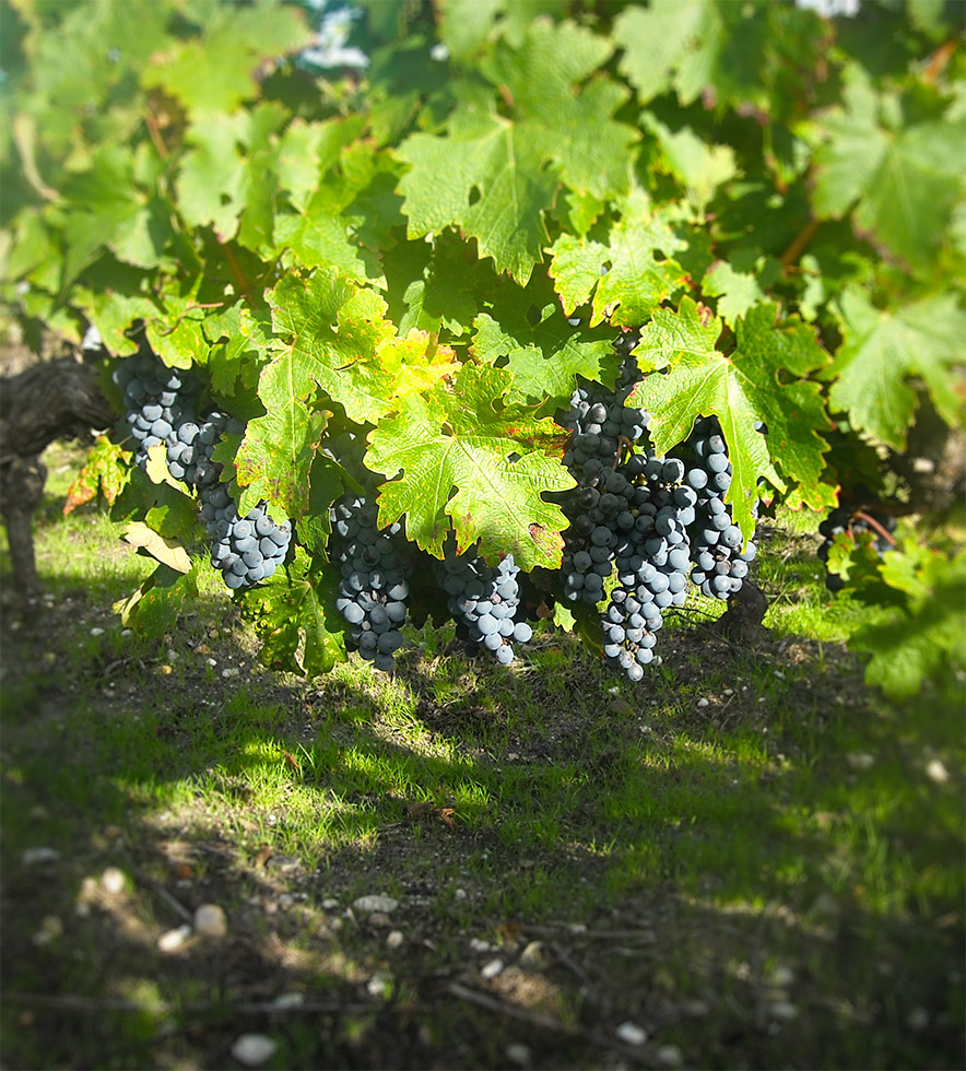 Château Le Souley Sainte Croix - Vignoble